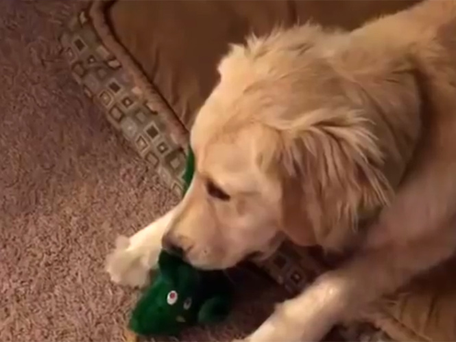 Un perrito y su juguete favorito
