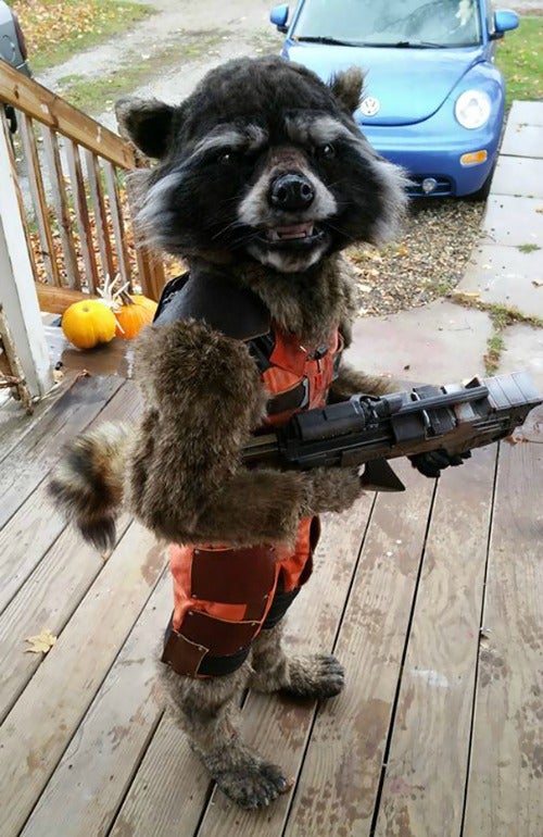 Un niño decidió disfrazarse del mapache de Guardianes de la Galaxia