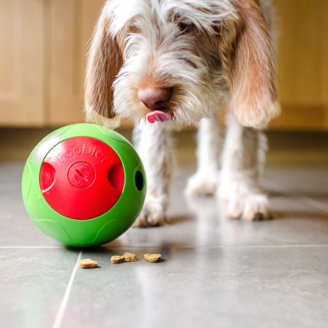 Perro sigue su pelota dispensadora de comida
