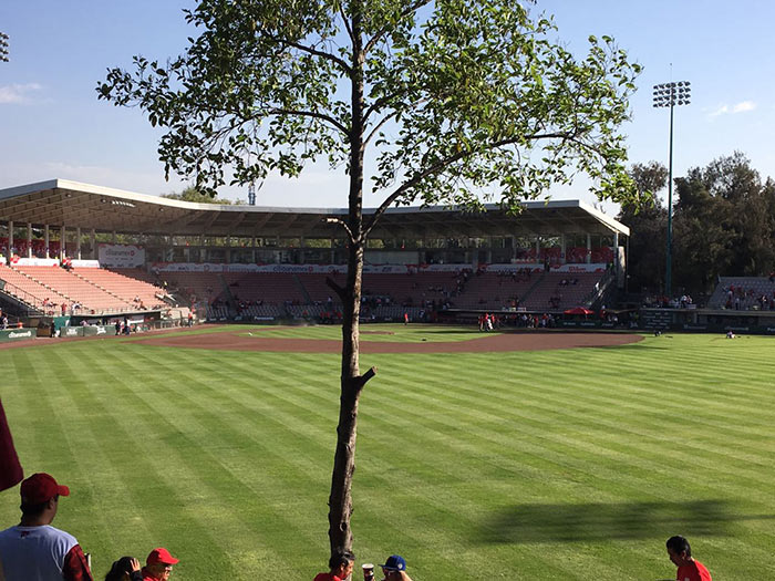 Árbol que bloqueaba la visibilidad en el estadio