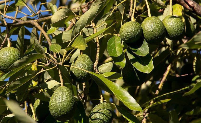 Aguacates en un árbol