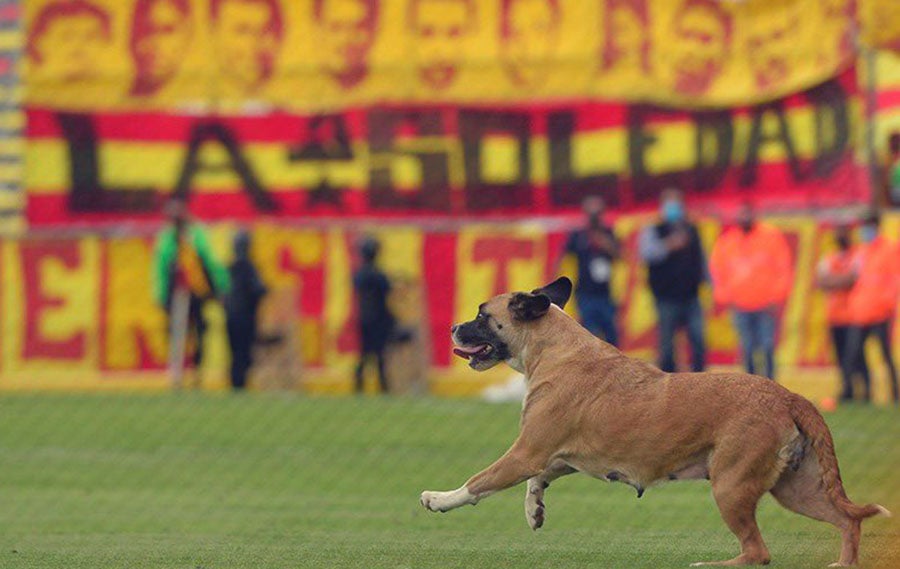 La perrita ingresó durante el juego entre ates y universitarios