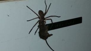 Araña gigante arrastrar ratón sobre un refrigerador