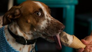 Un perro saborea su helado en 'Don Paletto'
