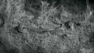 Rata canguro evita el ataque de una serpiente de cascabel