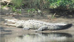 El cocodrilo será buscado en la zona pantanosa de Chiapas