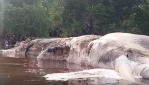 Así luce la criatura que apareció en una playa de Indonesia 