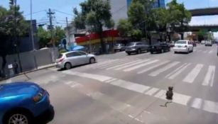 Perrito corre por una avenida de la Ciudad de México