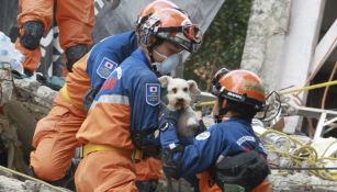 Brigadistas japoneses salvan a perrito en multifamiliar de Tlalpan