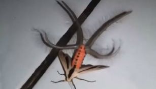 El insecto se dio a conocer a través de un video publicado en Facebook