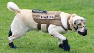 La perrita Frida durante un entrenamiento con la Marina
