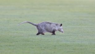 El tlacuache que invadió la cancha del Victoria 