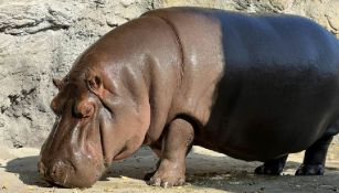Hipopótamo mexicano que fue enviado a Japón decían que era macho, pero resultó hembra