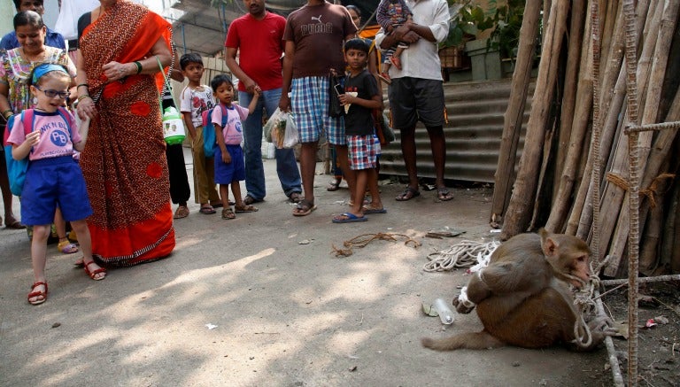 AP El mono fue capturado y atado