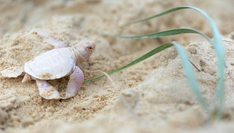 ESPECIAL Alby sale de su nido