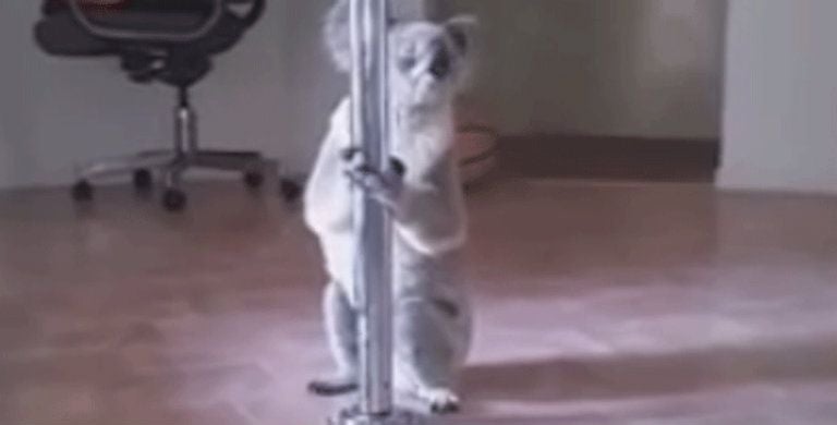 Koala subiéndose a un tubo en una casa