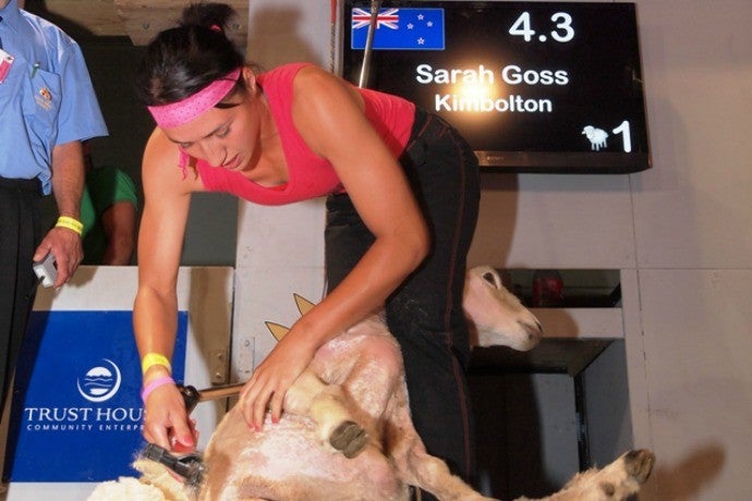 Sarah Gross esquilando una oveja durante una competición internacional