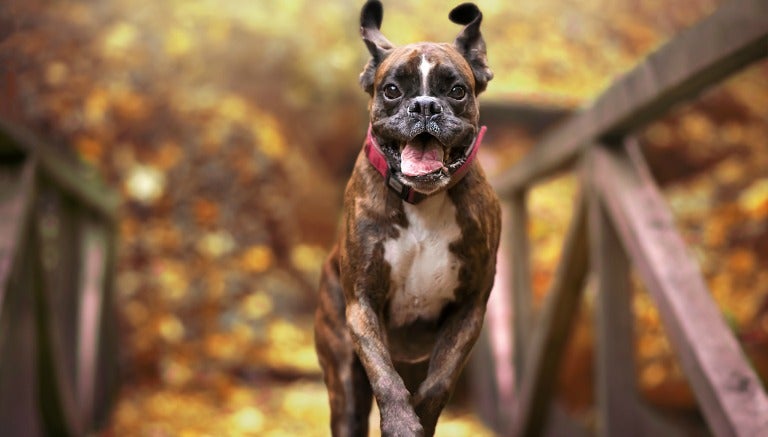 El 'canino' corriendo a través de un puente en Otoño