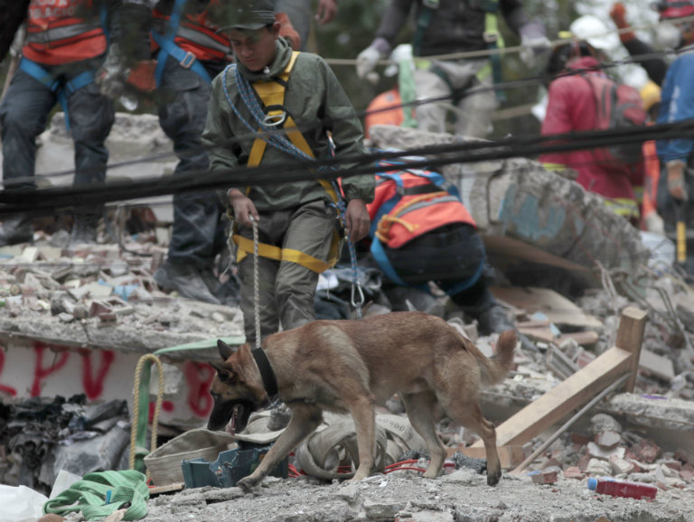 Perros rescatistas ayudan en la localización de personas entre los escombros
