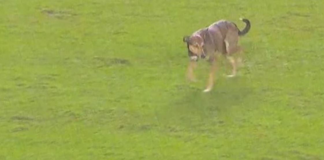 Perro dentro del campo de la Bombonera