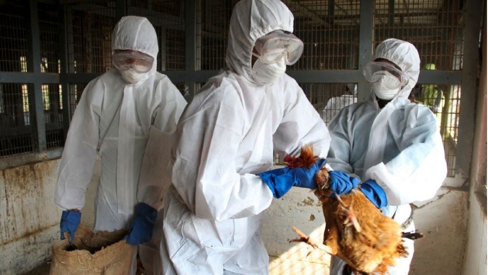 Rusia detectó cepa H5N8 de gripe aviar