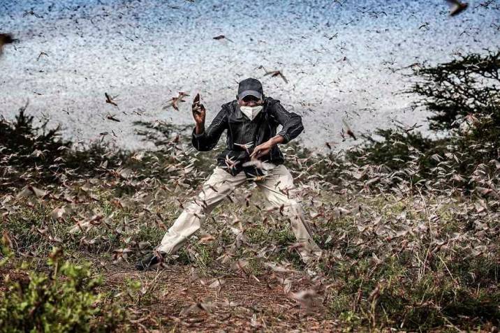 FOTO:  'Luchando contra la invasión de langostas en África Oriental', de Luis Tato