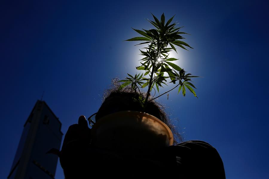 Una mujer carga una planta de marihuana