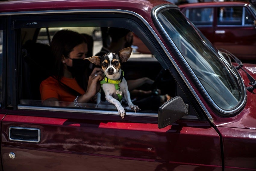 Perro a borde de un vehículo