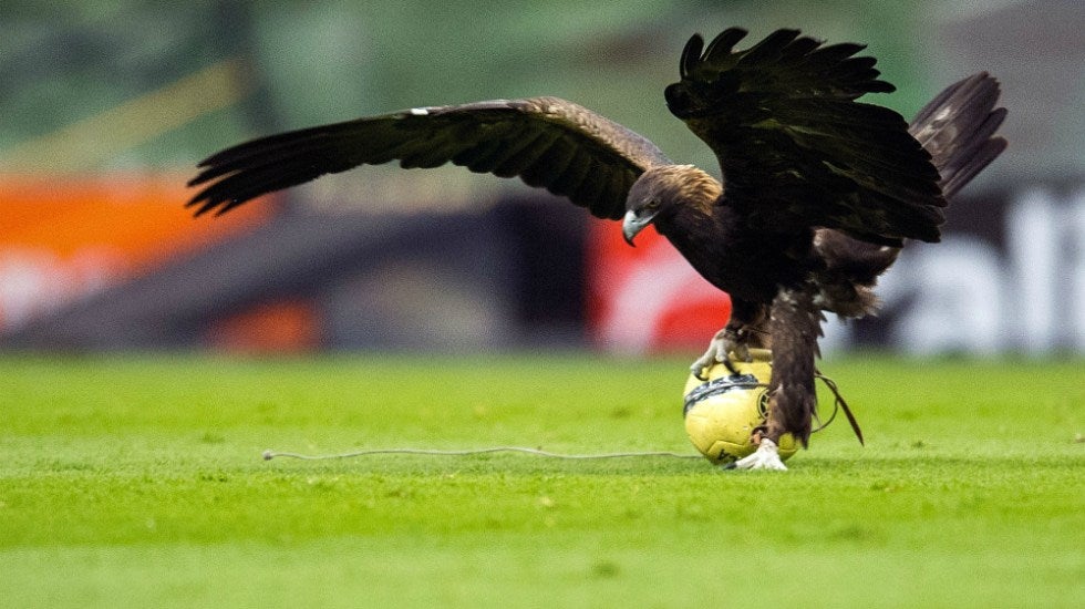 'Celeste' juega con un balón