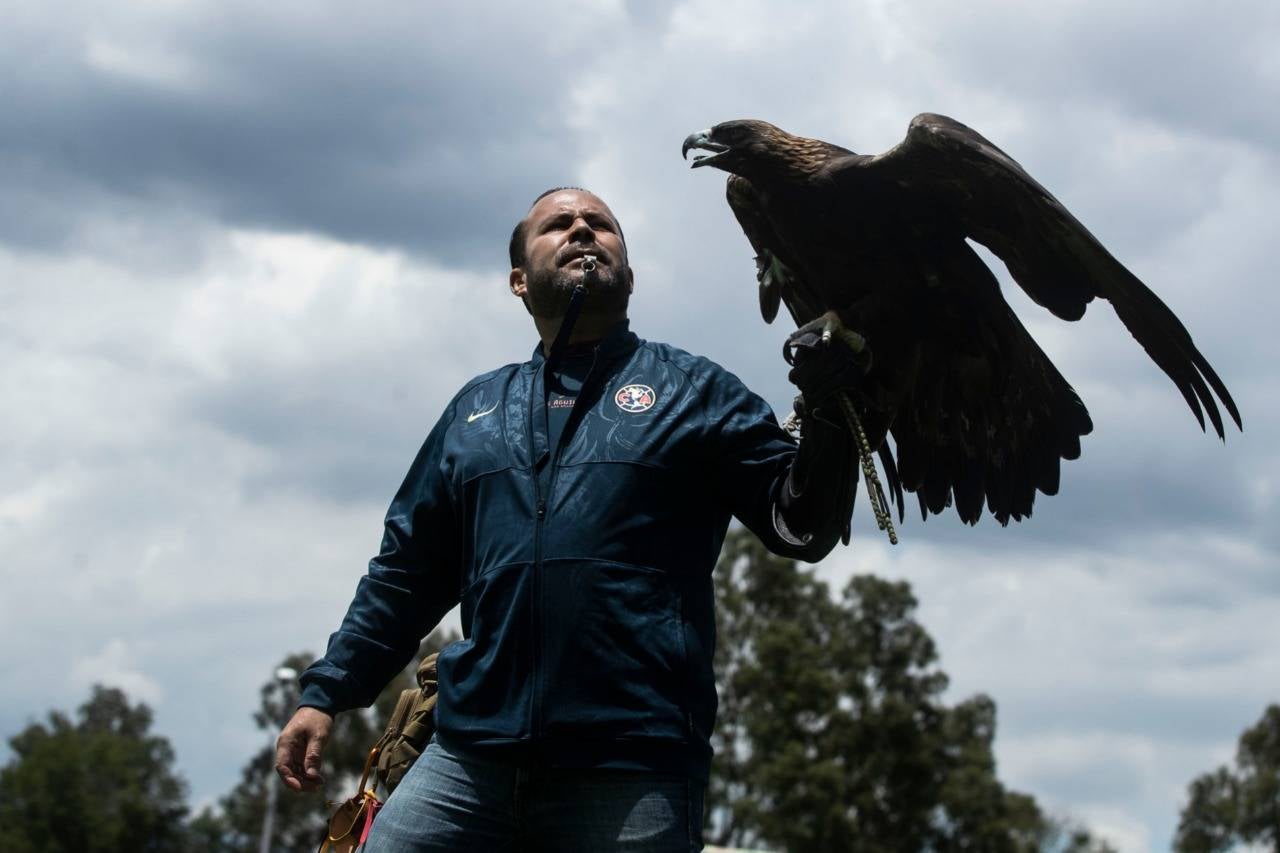 El águila distintiva del Club América