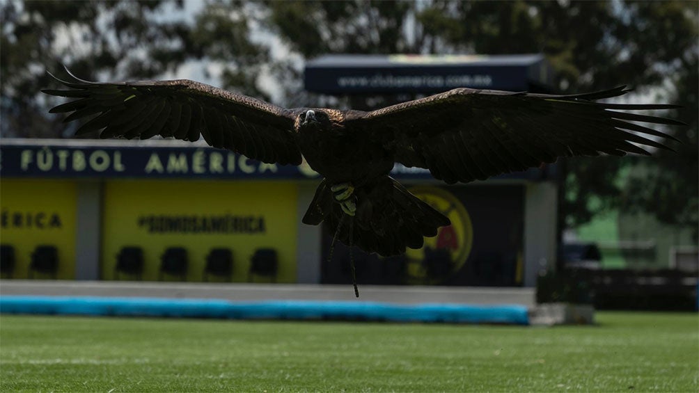 América: ¿Qué proyecto hay detrás de Celeste, la mascota del club?