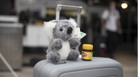 Peluche de Koala es regalado en aeropuerto 