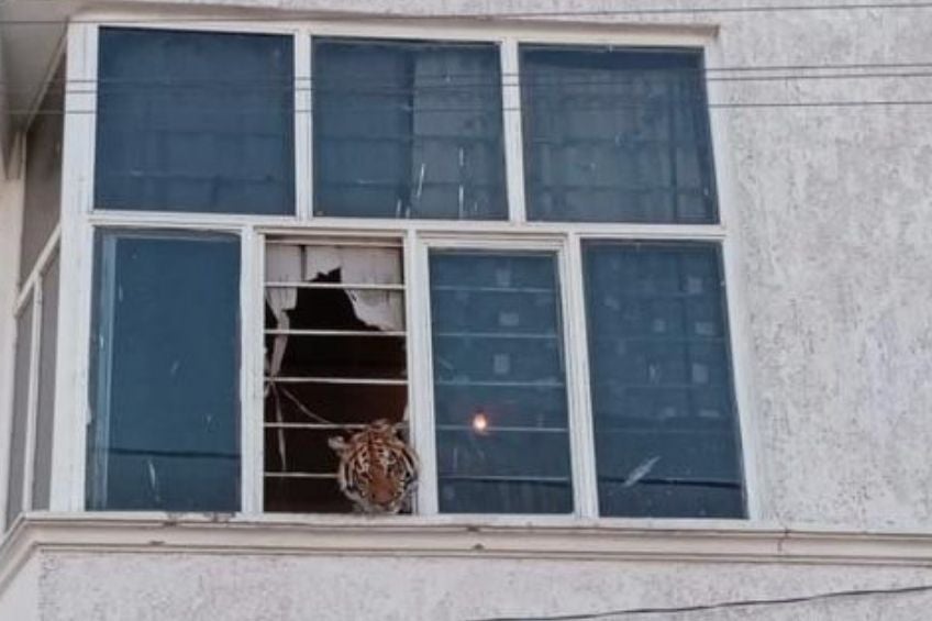 Tigre asomándose por la ventana de la casa