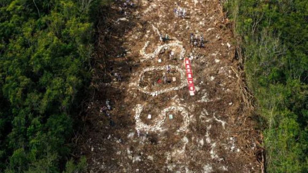 Flora y fauna en destrucción y afectadas por obras del Tren Maya