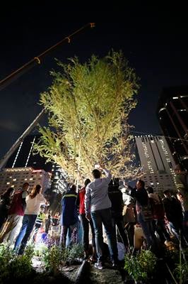 Ciudadanos observan cómo plantan ahuehuete en Paseo de la Reforma