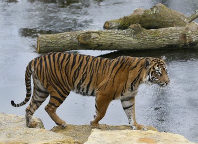 Tigre bengala