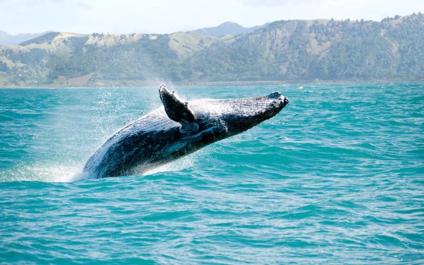 Ballenas grises en Baja California