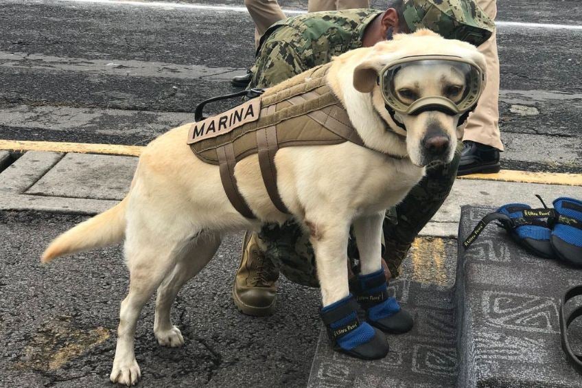 Frida, perrita rescatista