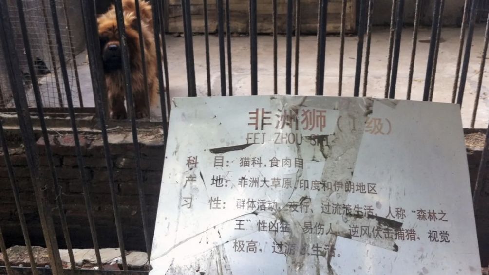 El Zoológico de Henan, en China, reemplazó a leones con perros