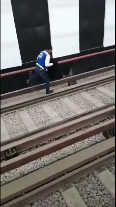 Personal del Metro lograron salvar al sapo sin lastimarlo.