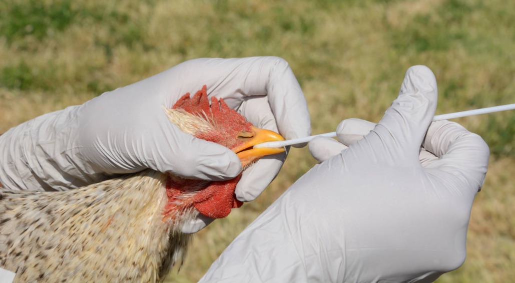 La gripe aviar es la causa de la nueva pandemia, según expertos.