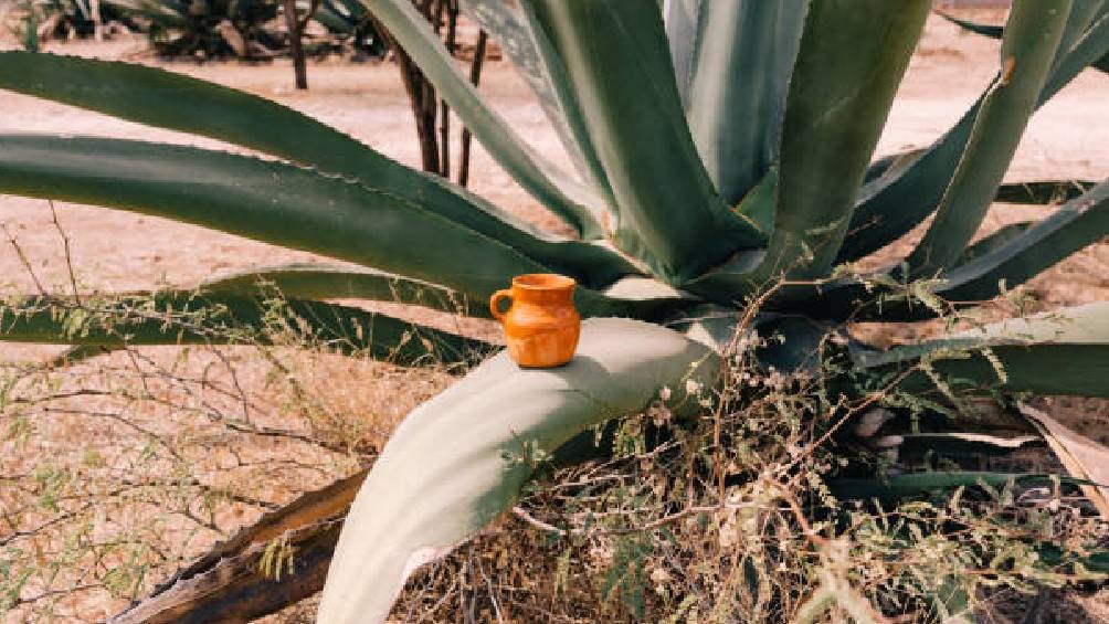 El pulque es una bebida alcohólica tradicional mexicana elaborada a partir de la fermentación del aguamiel, que es el líquido dulce extraído del maguey Foto Getty Imágenes