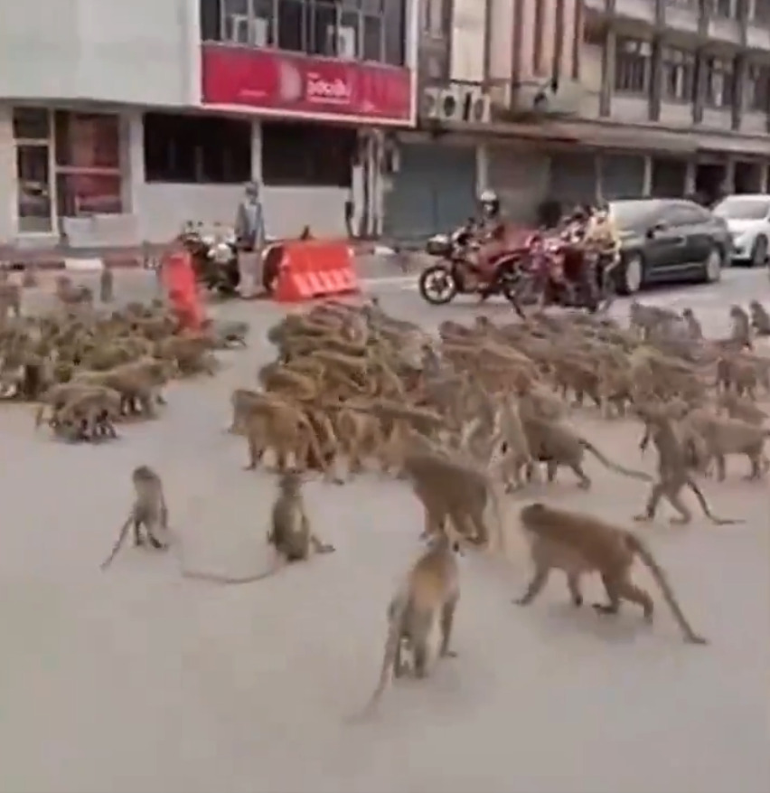 Los monos ya están generando un caos entre la población.