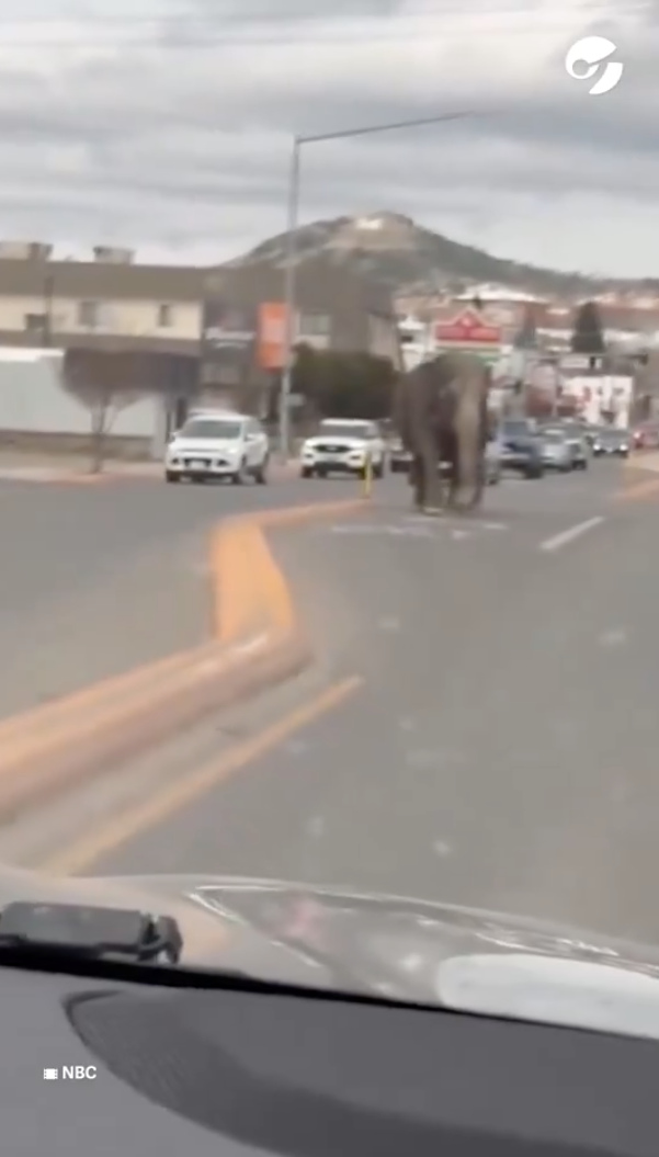 El elefante fue grabado cuando ya estaba en las calles.