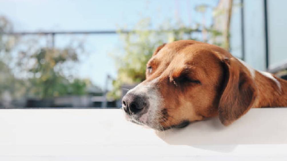 El año pasado se promulgó una sanción por crueldad hacia los animales que se impone a quienes abandonen a un perro en la terraza sin brindarle los cuidados necesarios.