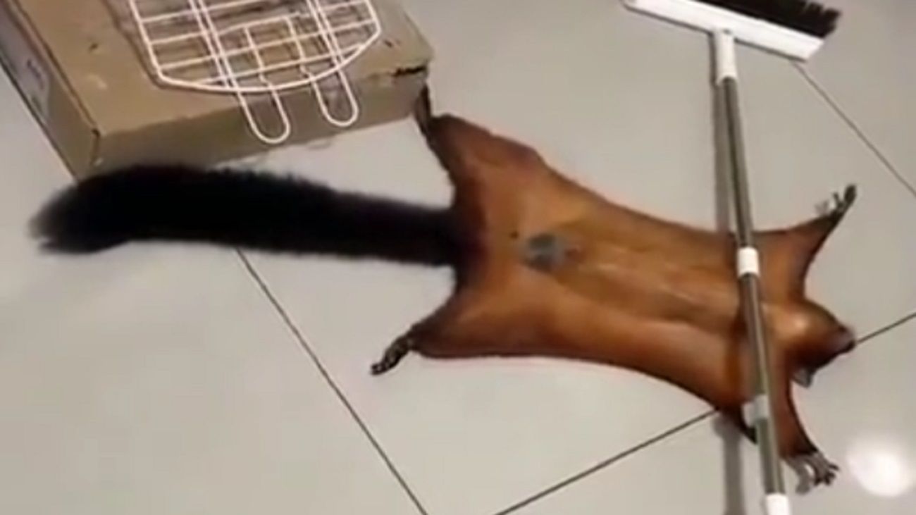 En redes sociales se viralizo el momento en que una ardilla fingió su propia muerte con toda una escena. 