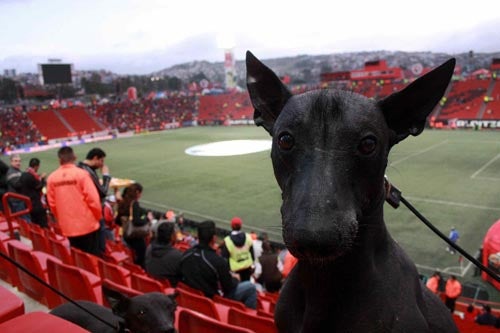 La afición de Xolos siempre es fiel al equipo | MEXSPORT