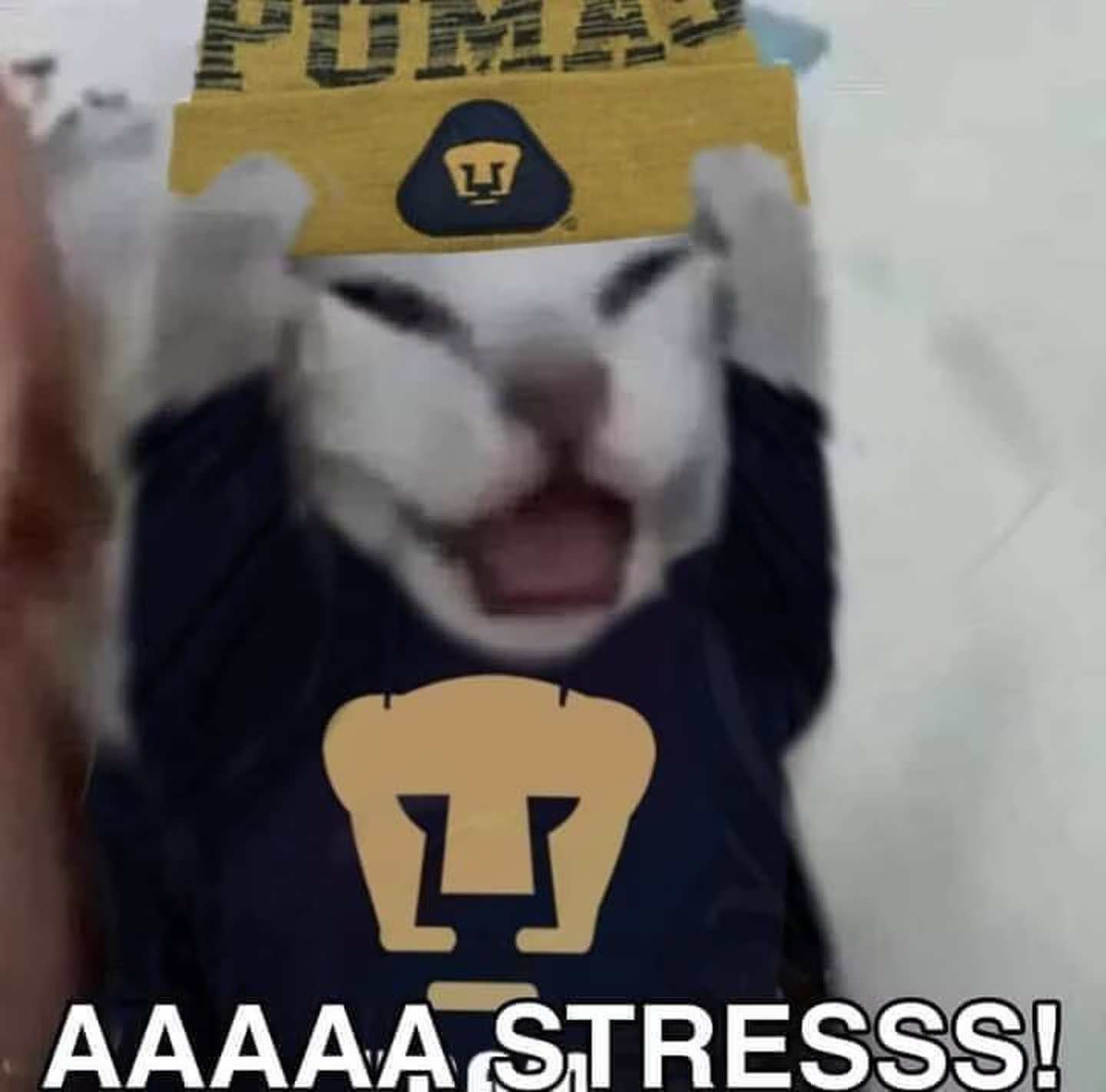 Los aficionados de Pumas en el segundo tiempo