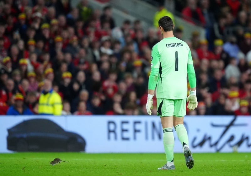 Una rata invadió el campo