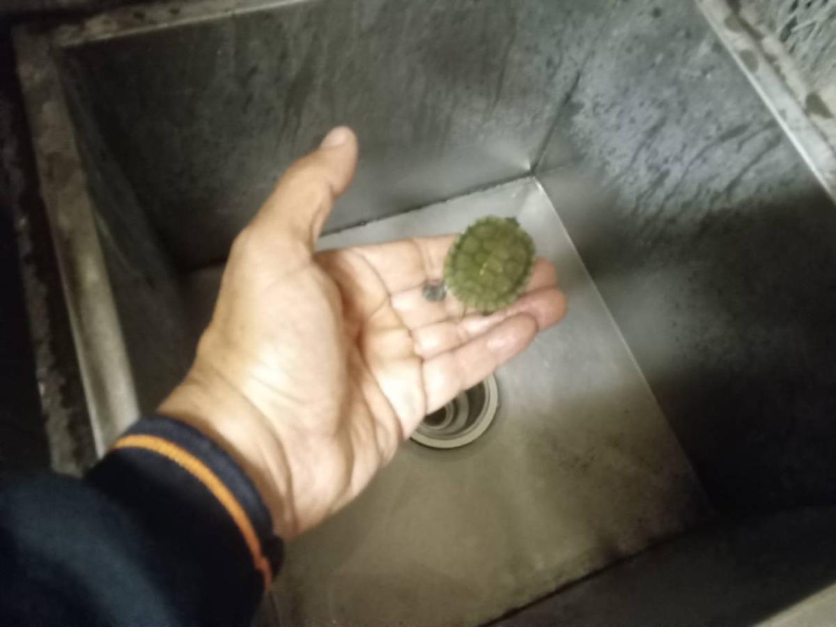 La tortuga fue entregada a personal de Protección Civil y después canalizada a la Brigada de Vigilancia Animal/ Metro CDMX